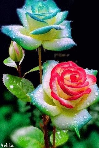-