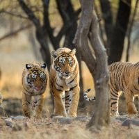 TigerFamily ROW4948587422 UHD