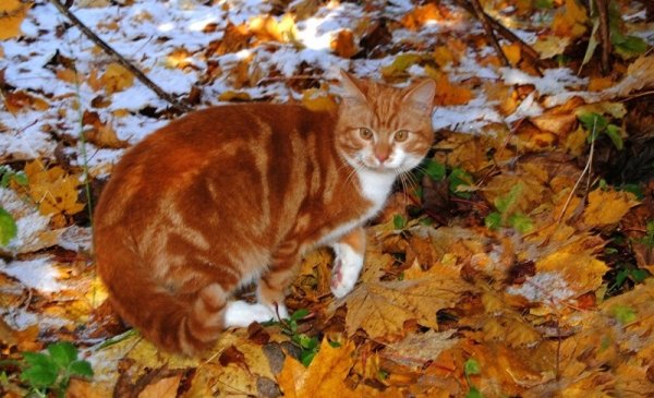 Кот и осенние листья (8)
