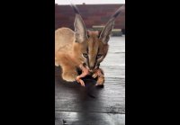 video_103738050