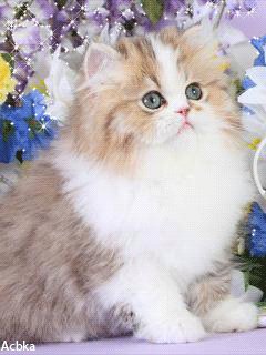 file_50342636