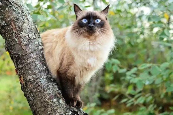 Балинезийская кошка (3)