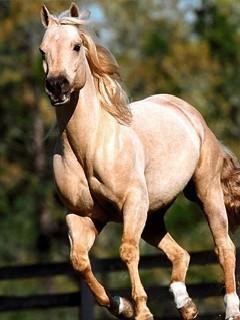 Horse by VANO691