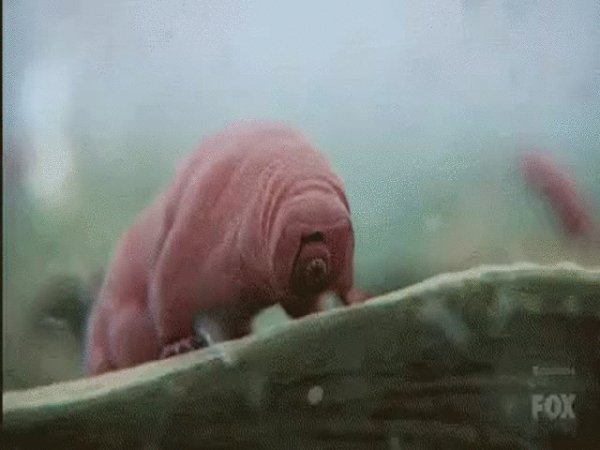 Тихоходки