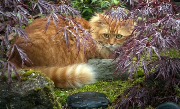 Кот и осенние листья (17)