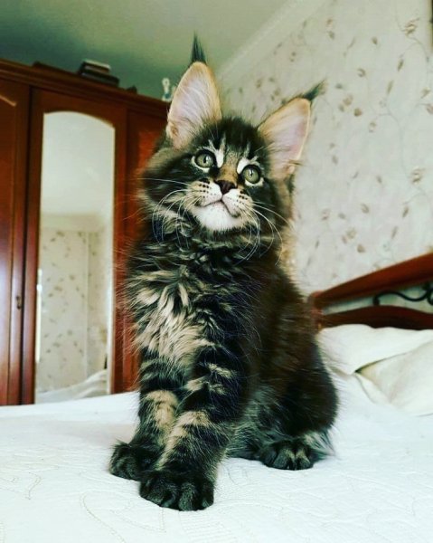 Потешный Котька!!!