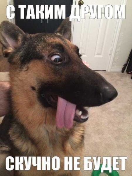 Немец