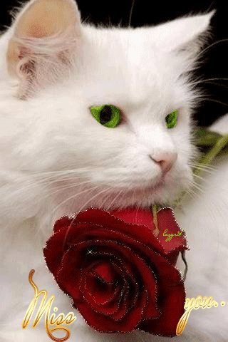 file_51544140