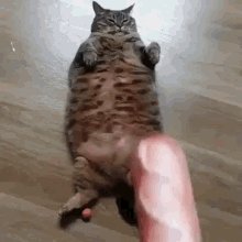 Cat-sausage-funny