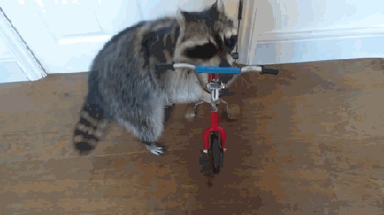 Енот