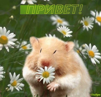 Привет