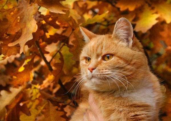 Кот и осенние листья (4)