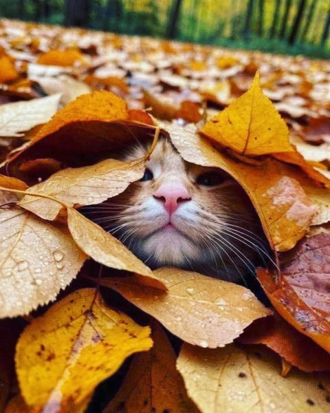 Кот и Осень!!!