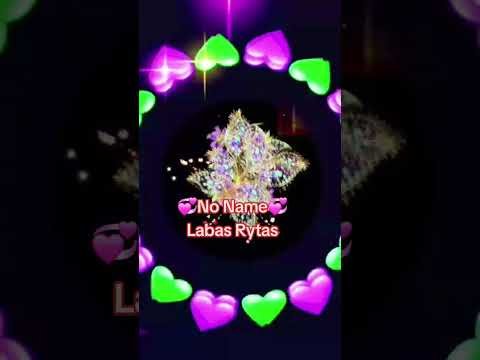 No Name - Labas rytas