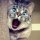 Кот - Cat sings.mp3
