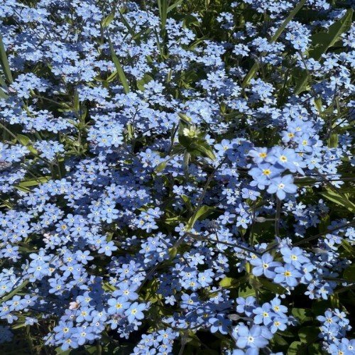 Община - Бандит