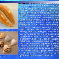 Каури