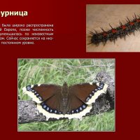 Траурница