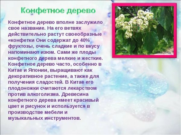Конфетное дерево