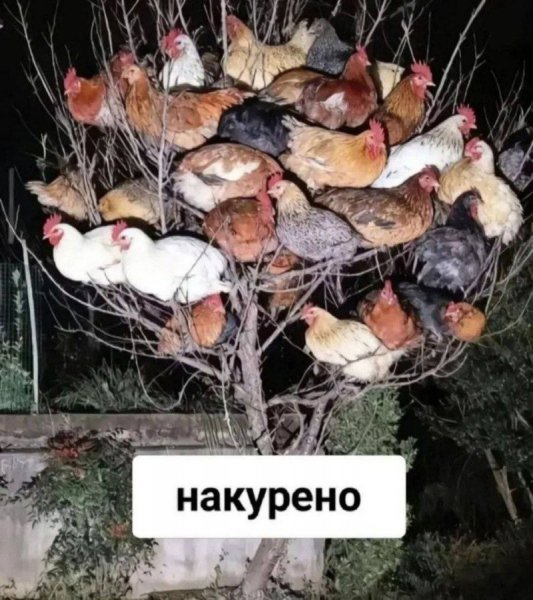 Клюнь ближнего, насри на нижнего)