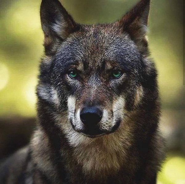 volf