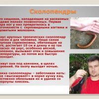 Сколопендры