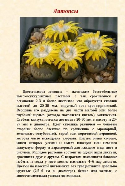 Литопсы