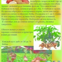 Арахис