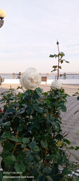 Анапа. Розы уходящей осени.