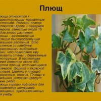 Плющ