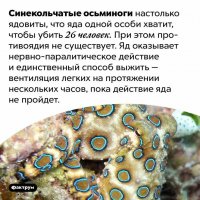 Синекольчатые осьминоги