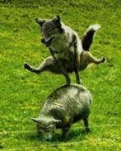 Wolf Over Sheep
