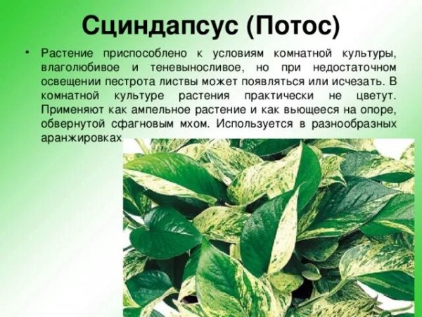 Потос