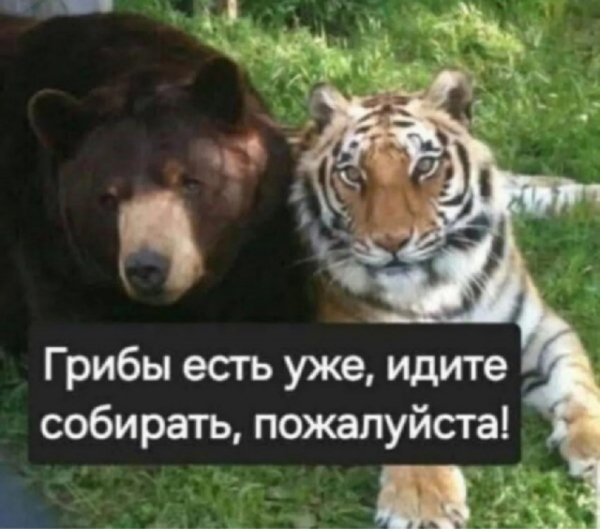 picture_418799981