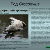 Острорылый крокодил