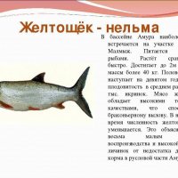 Желтощек - нельма