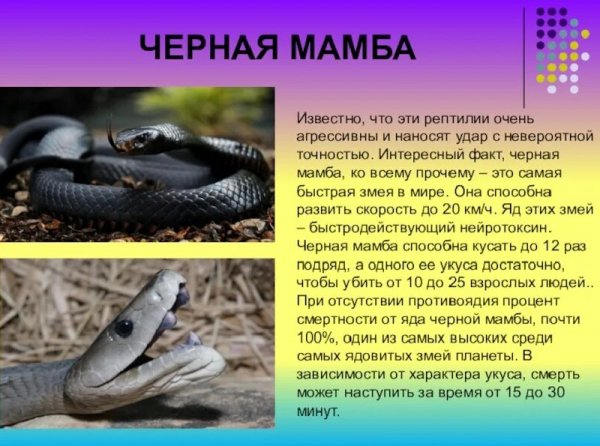 Чёрная мамба