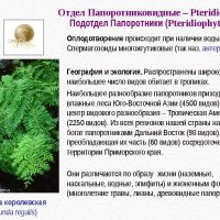 Мир папоротников