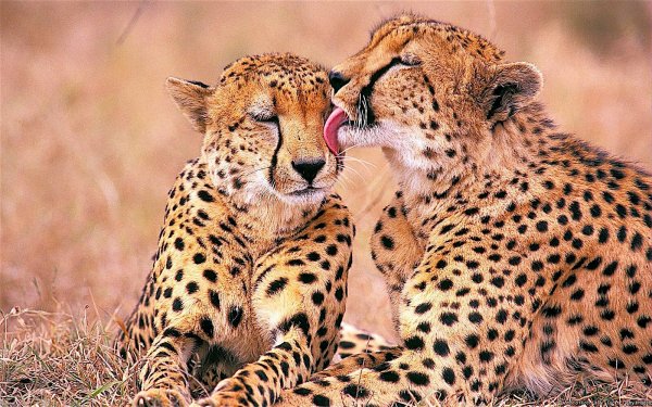 south african cheetahs 2