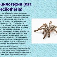 Пецилотерия