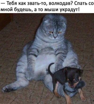 волкодав