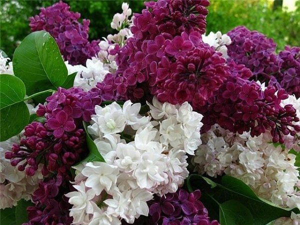image069