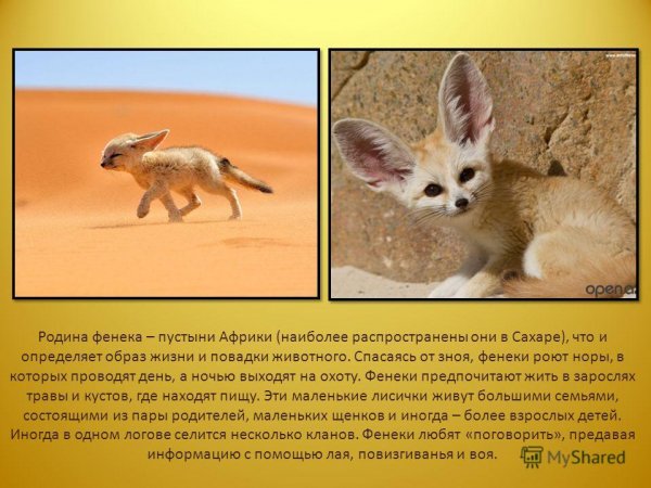 Фенек