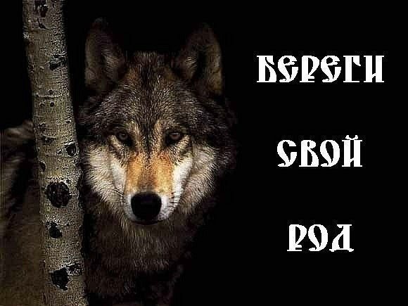 Береги свой род