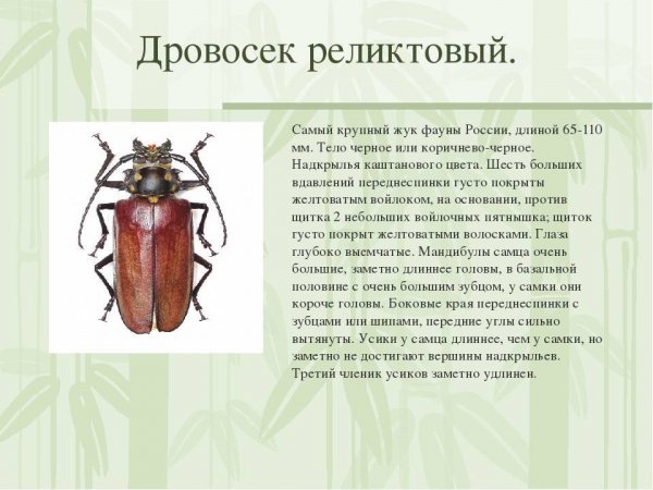 Дровосек реликтовый