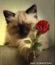 ad6597d2e0ed7f786fc3a8777cdbfc28 176x208