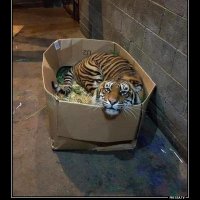 Отдам котеночка