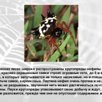 Кругопряды - нефилы