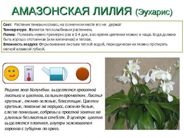 Амазонская лилия