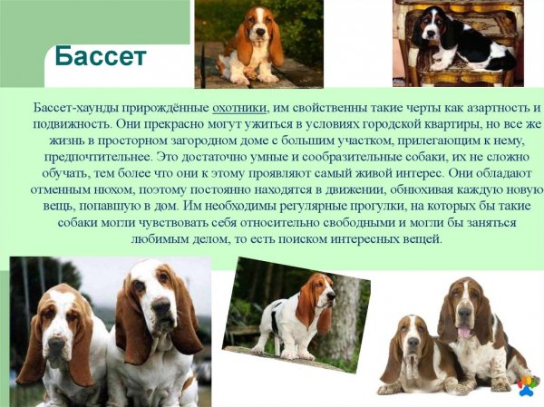 Бассет